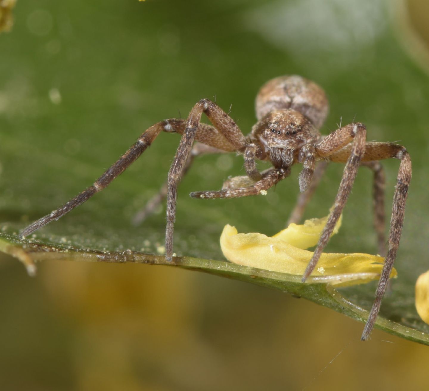 Philodromidae - Novi Ligure (AL)